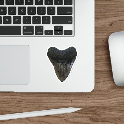 Bay Branded Megalodon Tooth Sticker - Original